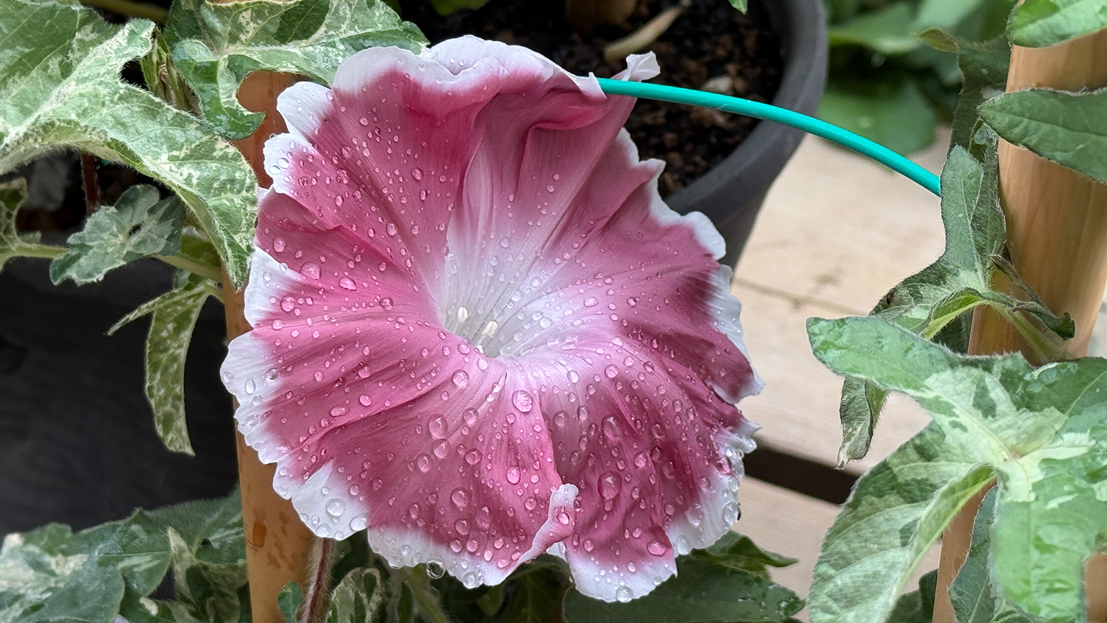 2025_0709(水) 学科 CMS構築基礎③